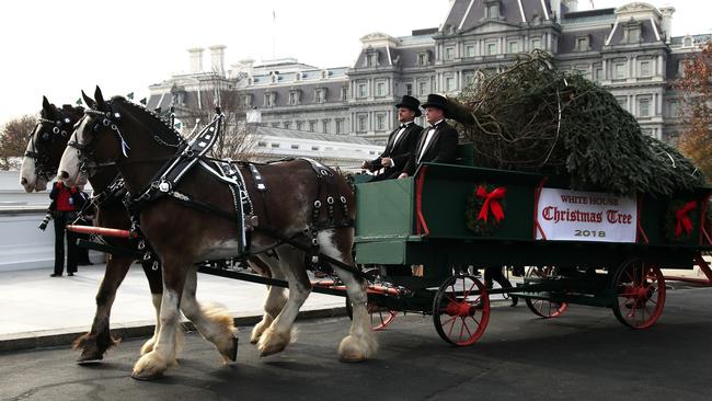 The tree arrives from North Carolina.