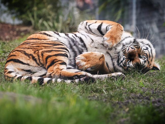 Cheeky Cat! Eight-year-old tiger Akasha is settling into life at Ballarat Wildlife Park. Picture: David Caird