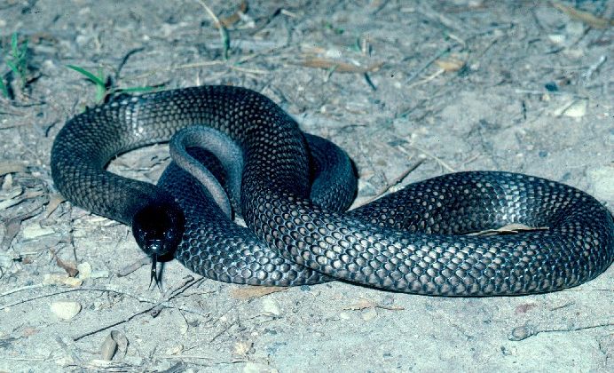 can red belly black snakes kill dogs