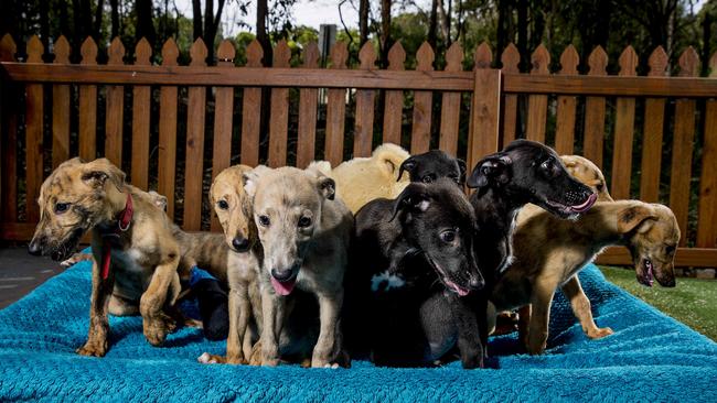 This is what the greyhound pups used to look like... Picture: Jerad Williams.