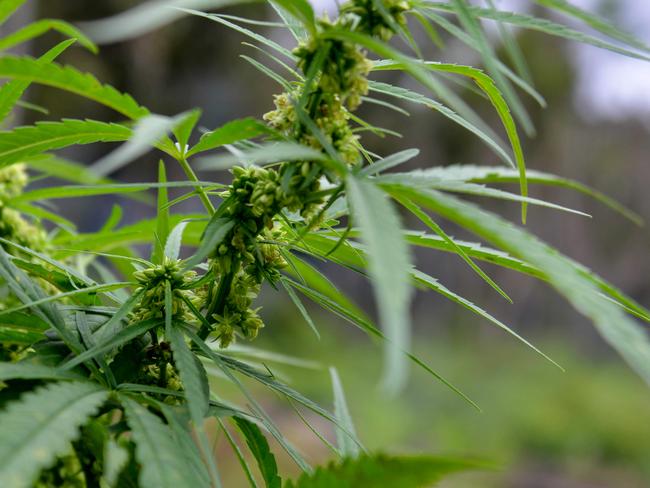 A marijuana plant is pictured during a raid by Indonesia's National Narcotics Board (BNN), the police and the military where they destroyed some 4.5 hectares of cannabis plantations in the Lamteuba forest line, Aceh province on December 9, 2020. (Photo by CHAIDEER MAHYUDDIN / AFP)