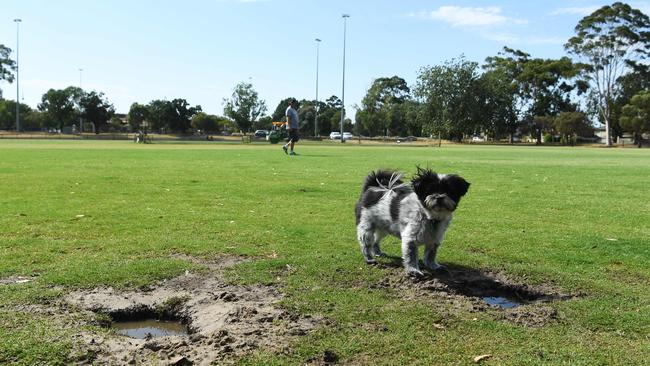 Off leash dogs are a common occurrence at the popular Caulfield South sportsground.