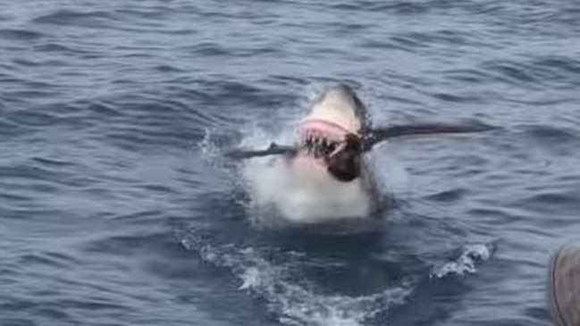 The shark leapt from the water and grabbed the bird. Picture: Benjamin Kessler