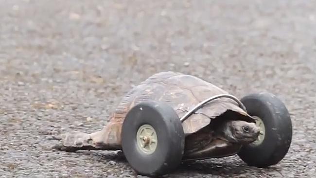 Tortoise gets wheels for legs after rat attack | news.com.au ...