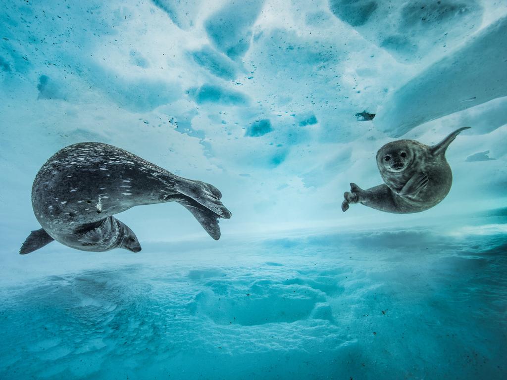 Wildlife Photographer of the Year: Swim gym Laurent Ballesta, France Finalist 2017, Behaviour: Mammals ‘We were still a few metres from the surface, when I heard the strange noises,’ says Laurent. Suspecting Weddell seals – known for their repertoire of at least 34 different underwater call types – he approached slowly. It was early spring in east Antarctica, and a mother was introducing her pup to the icy water. The world’s most southerly breeding mammal, a Weddell seal gives birth on the ice and takes her pup swimming after a week or two. The pair, unbothered by Laurent’s presence, slid effortlessly between the sheets of the frozen labyrinth. Adults are accomplished divers, reaching depths of more than 600 metres (1,970 feet) and submerging for up to 82 minutes. ‘They looked so at ease, where I felt so inappropriate,’ says Laurent. Relying on light through the ice above, he captured the curious gaze of the pup, the arc of its body mirroring that of its watchful mother.