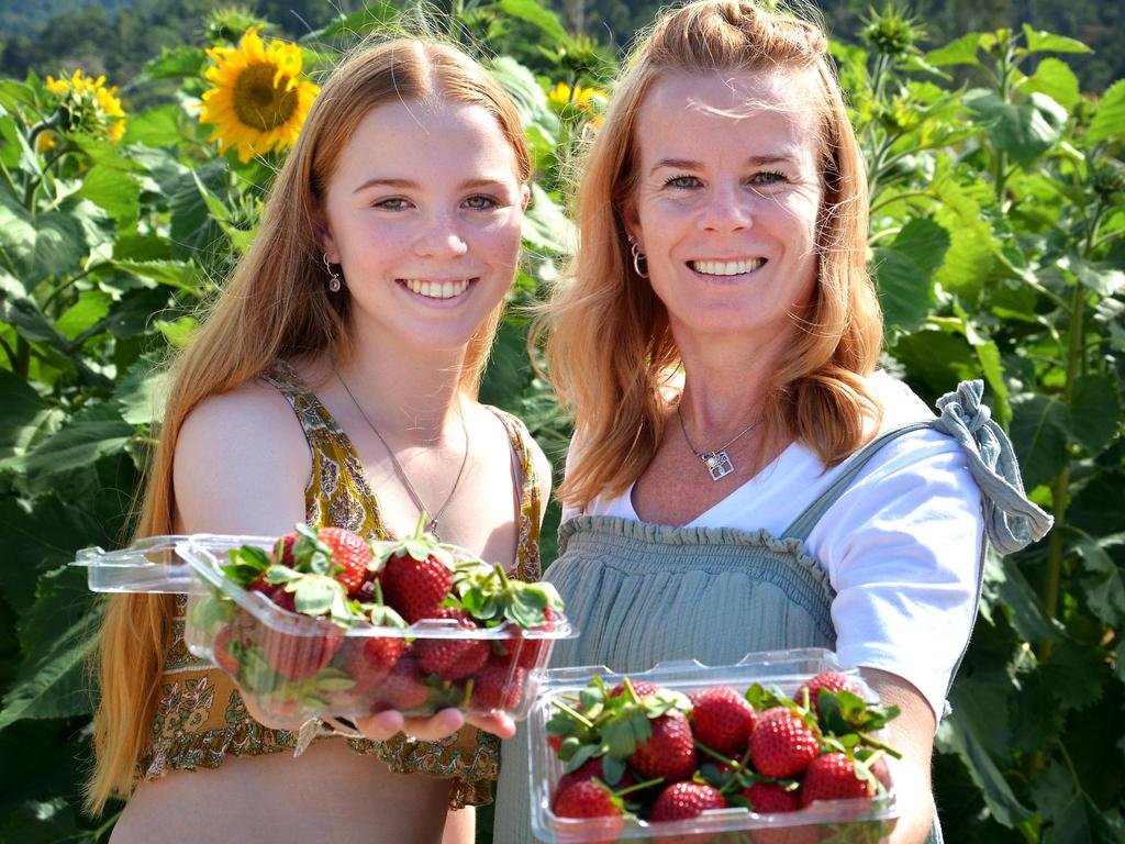 Belinda and Santie Nortier, from Mackay, at Ballantyne's Strawberries at Camerons Pocket. Picture: Rae Wilson