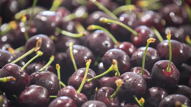 Tasmania cherries at Old Beach. Picture: Chris Kidd