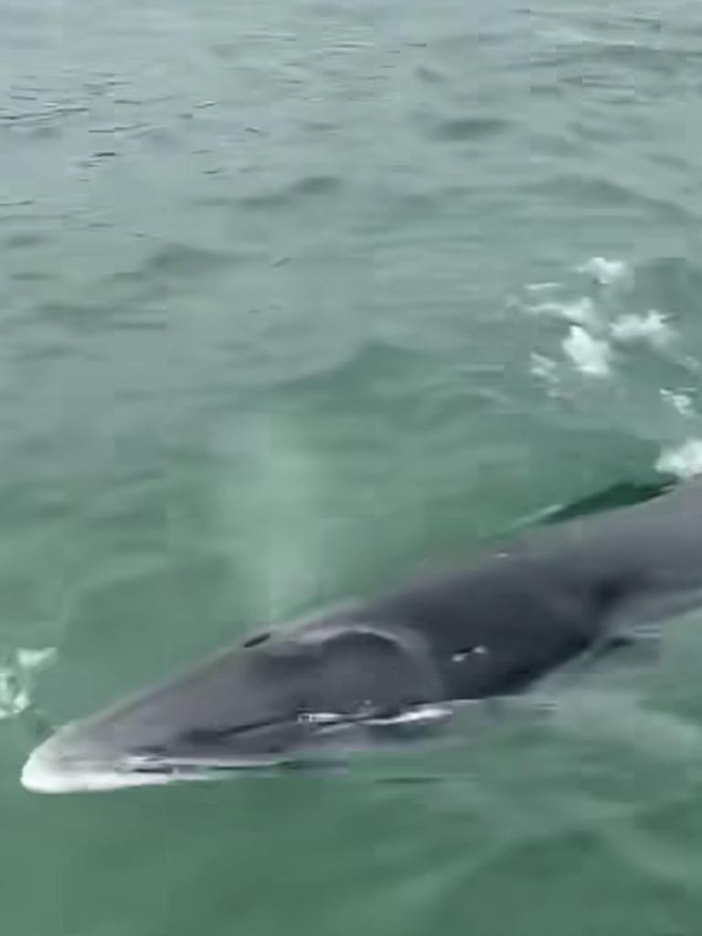 A minke whale spotted near Bundeena Wharf in Sydney. Picture: Facebook/Cronulla &amp; National Park Ferry Cruises.