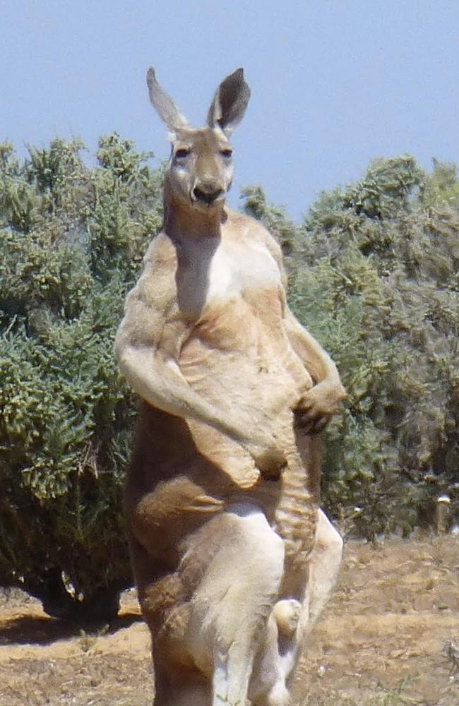 Lake Victoria kangaroo: Biggest ‘roo Peter Teasdale has seen | Daily ...