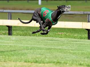 GREYHOUND RACING: Bundy greyhounds like Fire Fly Jake are set to feature more prominently with Thabeban Park races to be shown live on Sky Racing. Picture: Mike Knott BUN291218GRE7