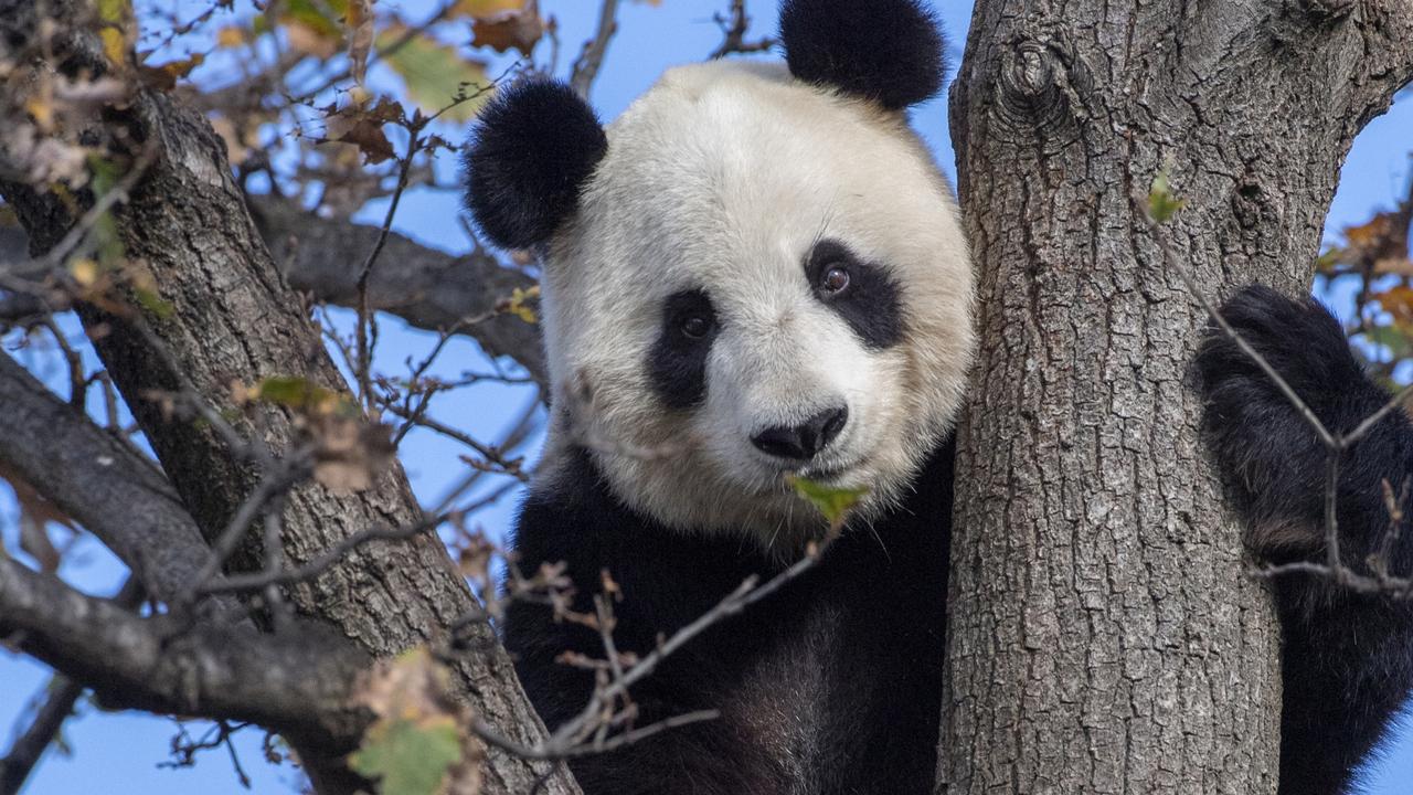 Giant Panda Fu Ni. Picture: Adrian Mann/ZoosSA