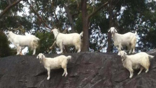 There were plenty of the popular Mt White goats about on the clifftops alongside the M1 back in September 2014. Picture: Facebook