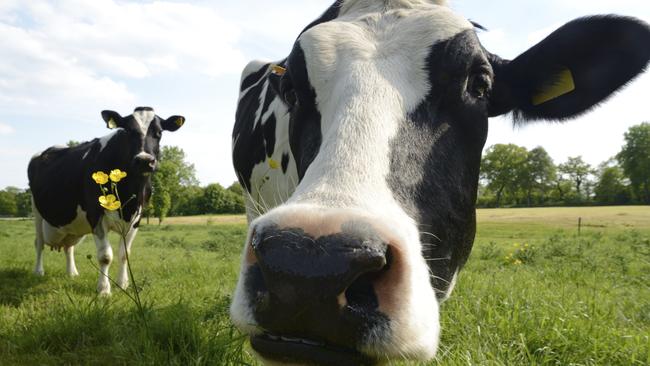 How does daylight saving impact cows?