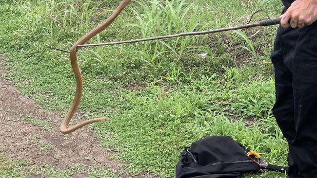 An eastern brown snake, taken from a Warwick household’s gumboot. Picture: Southern Downs Snake Catchers / Facebook.