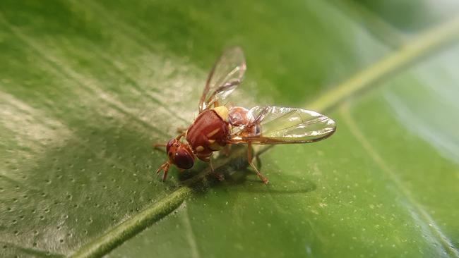 A Queensland fruit fly. Picture: Chloe Johnson