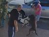 Attack dog euthanised as council investigation fails to find owner