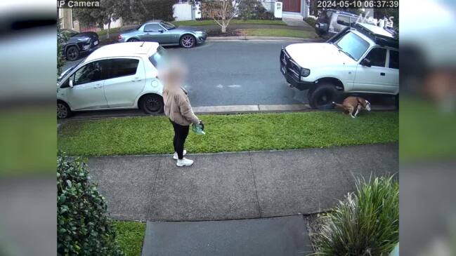 CCTV captures dog owner's disgraceful act