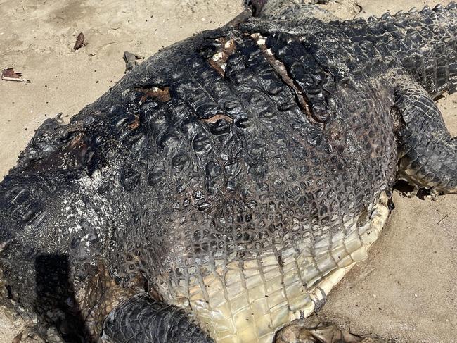 CONFRONTING IMAGES: A $10,000 reward has been offered over the dismembering of crocodiles in Far North Queensland