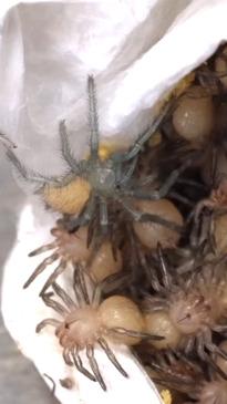 Rare footage shows opening of funnel-web spider egg sac