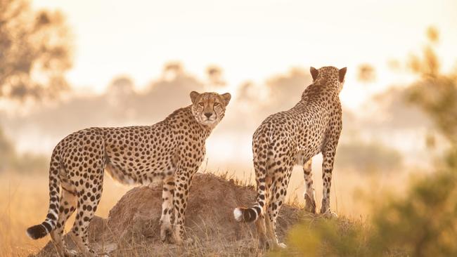 Cheetahs in Hwange National Park, Zimbabwe.