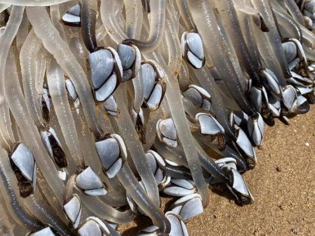 A pylon washed up at Port Elliot covered in goose barnacles or gooseneck barnacles they have a long jelly snake or Udon noodle like with the cockle on the end. Picture: Vicki Evans