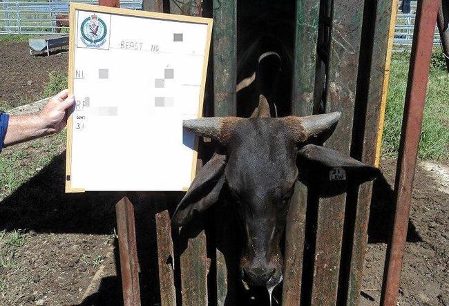 EVIDENCE: Cattle involved in a theft in Lawrence. Picture: NSW Police