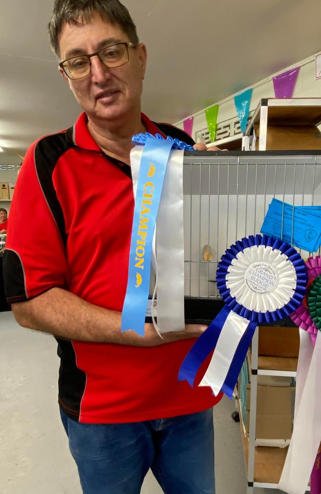 Grand Champion Budgie on day two of the Gympie show.