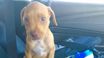 Police found this seven-week-old puppy locked inside an unattended car on a day that temperatures had soared into its 40s. Picture: supplied