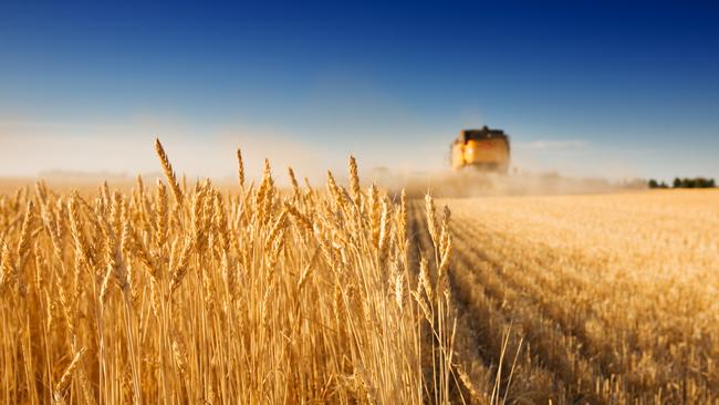 Wheat harvest.