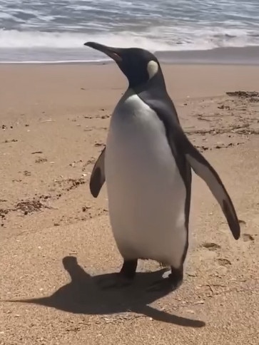 The king Penguin spotted on a beach at the Coorong. Picture Steve Jenkins