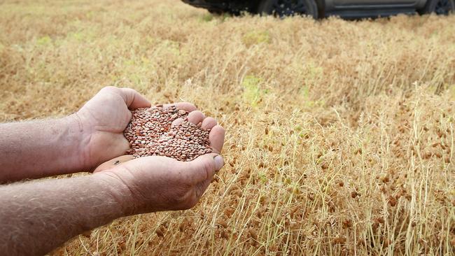 Rick Plant, with his lentils, Manangatang, Picture Yuri Kouzmin