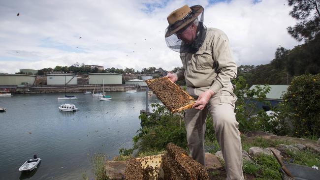 Beekeeper tending to his hive in Wollstonecraft. Picture: AAP Image/Julian Andrews