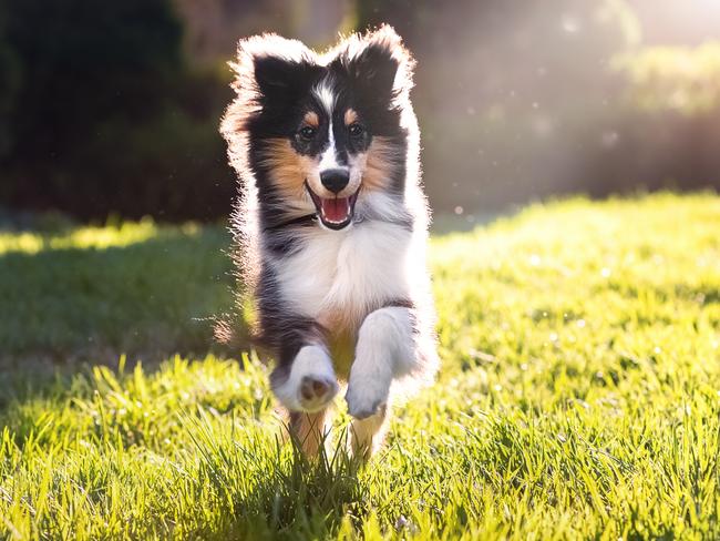 A happy Shetland Sheepdog puppy running in a park. , coviddogs