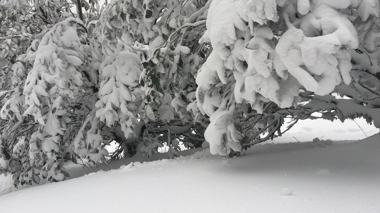 Mt. Baw Baw has had more snow hit the mountain, with staff reporting current snow depth is at 20cm. Picture: Mt. Baw Baw Resort