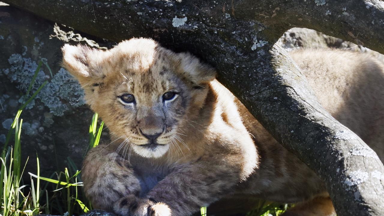 The lion cubs are now 14 weeks old. Picture: Richard Dobson