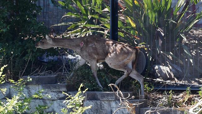 She was picked up by RSPCA and taken to Taronga Zoo. Picture: Bianca De Marchi