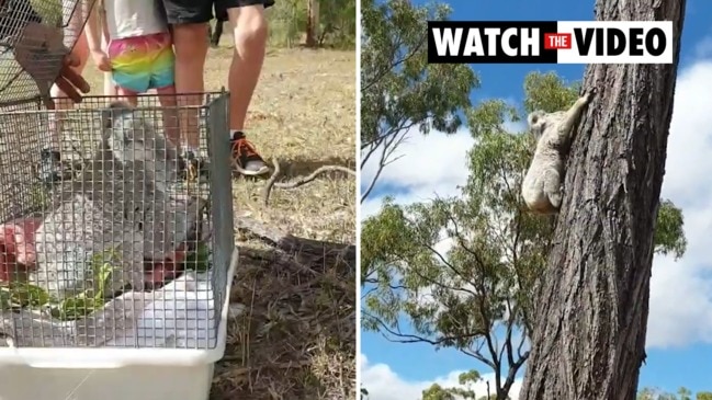 Nola the koala is released into the bush