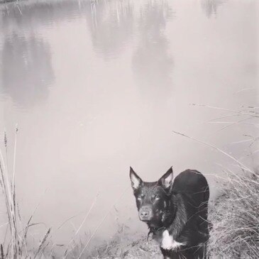 Day of Dogs 2018. Romeo the Kelpie