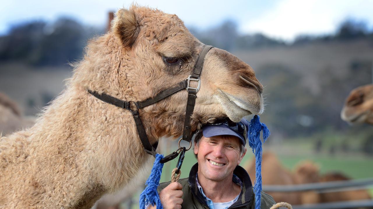 Australian Champion racing camel Old Reggie Boy retires. Owner and trainer Peter Hodge gets some affection from Old Reggie Boy on his Cosgrove property.