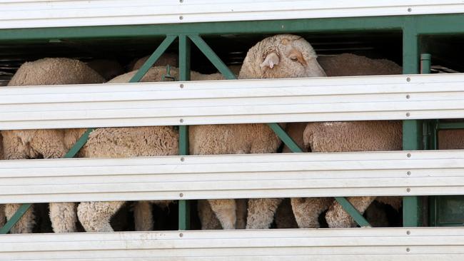 Sheep on a truck head towards a ship near protesters protesting against live exports this afternoon near Inner Harbour Berth 18, they are on Ocean Steamers Road, Port Adelaide. Company exposed for animal rights' abuses is loading animals right now at the Port .. Protest the Livestock Shipping Services vessel, The Maysora , photos of the protesters and the animals being loaded into the ship and the ship itself . Picture: Stephen Laffer