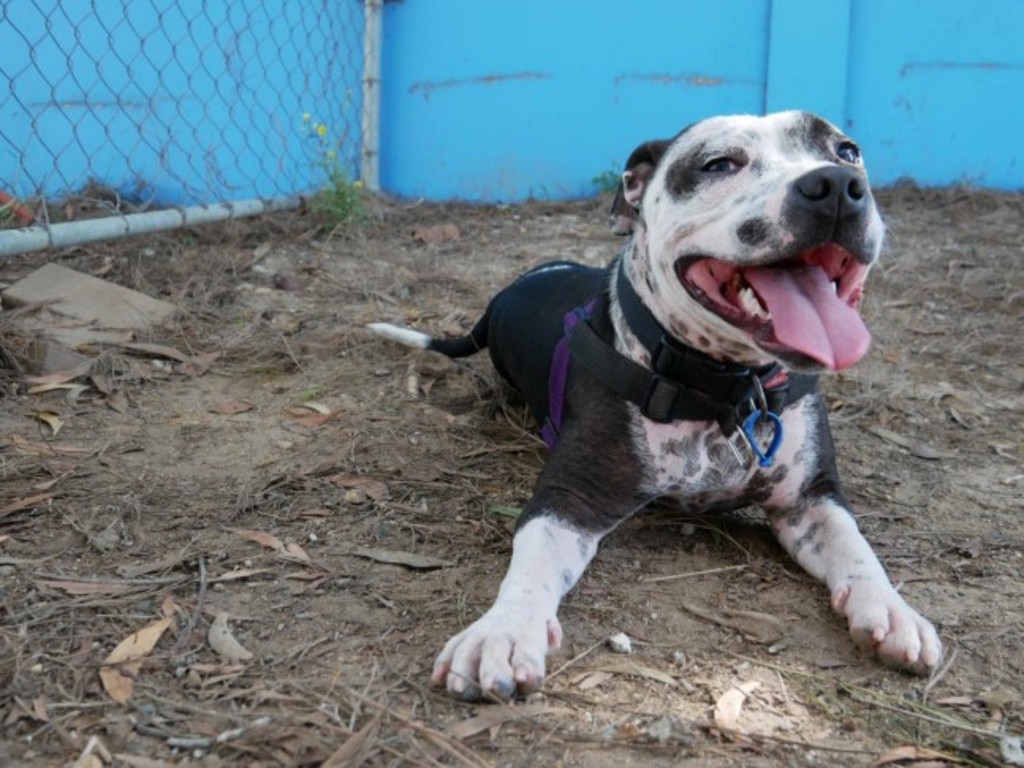 "Dolly" the English Staffordshire Bull Terrier. Photo/RSPCA.