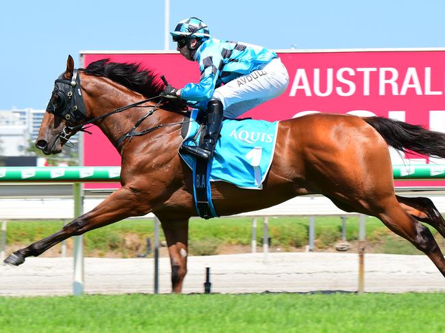 Farnan gallops between races at the Gold Coast. Picture: Trackside Photography