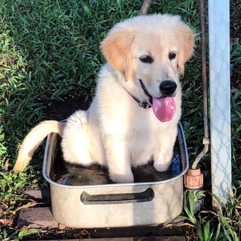 Archie the Golden Retriever. Photo Yasmine Gray