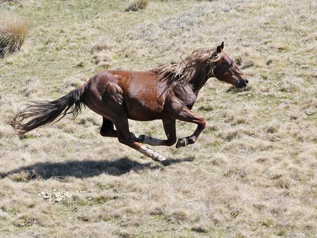A wild brumby races through the Kosciuszko National Park Brumbies. Picture: Stephen Cooper