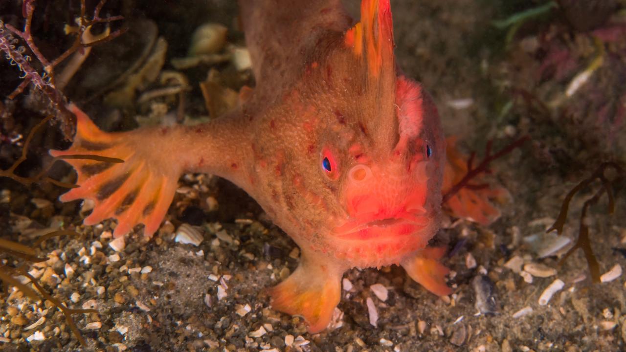 Red handfish Picture: Rick Stuart-Smith/IMAS