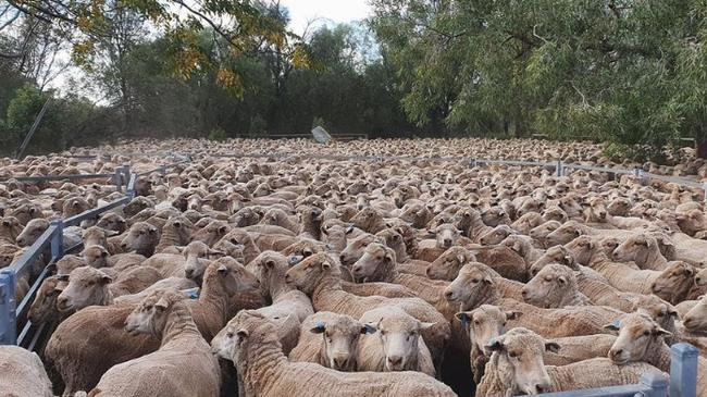 Jesse Moody says traditional grazing methods aren’t viable in the long term.