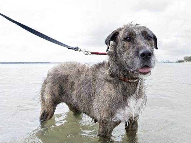 Irish wolfhound best sale cross kelpie