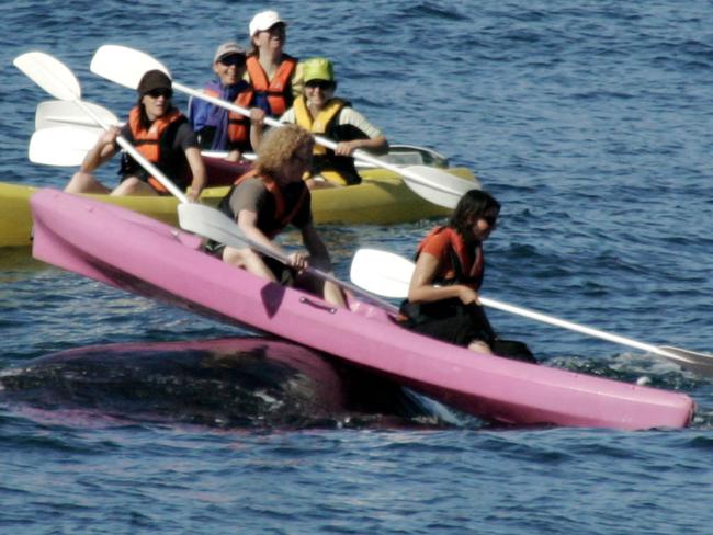 PIC BY DAVE DE BEER/CATERS NEWS - (PICTURED: A whale surfaces right under a Kayak.) - Whale hello there! This is the jaw-dropping moment a 50 tonne whale lifted two kayakers out of the water. The kayakers were paddling with other kayakers in Hermanus Bay, a popular spot for whale watching when they got the shock of their lives. A giant Southern Right Whale swam beneath their boat and came to the surface, lifting their kayak out of the water.The whale held the kayak on its back for a few seconds before gentling placing it back down and swimming away. The incredible images were captured by whale lover and photographer Dave de beer near to his home in Hermanus, Cape Town. SEE CATERS COPY