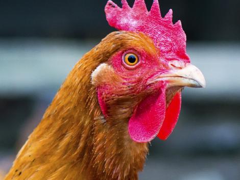 Free range chickens roam the yard on a small farm