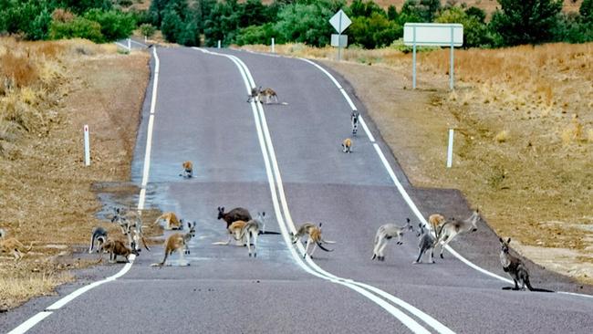 Kangaroos on Blinman Road, just south of Blinman in the Flinders Ranges, in 2018. Picture: Phil Coleman from P.Coleman Outback Imaging